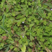 Torenia crustacea (L.) Cham. & Schltdl.